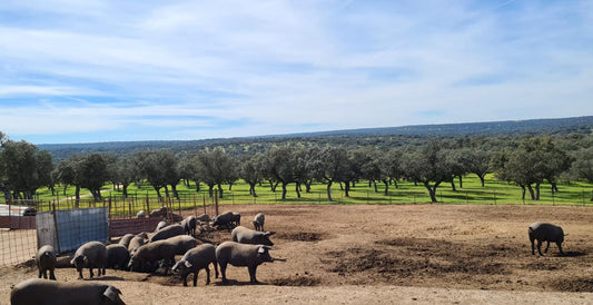 La Tradición del Jamón en la Gastronomía Española: Historia y Cultura