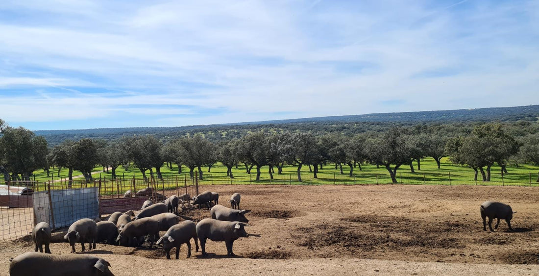 La Tradición del Jamón en la Gastronomía Española: Historia y Cultura